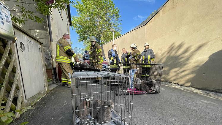 Zimmerbrand in Wohnhaus: Mehrere Katzen verendet