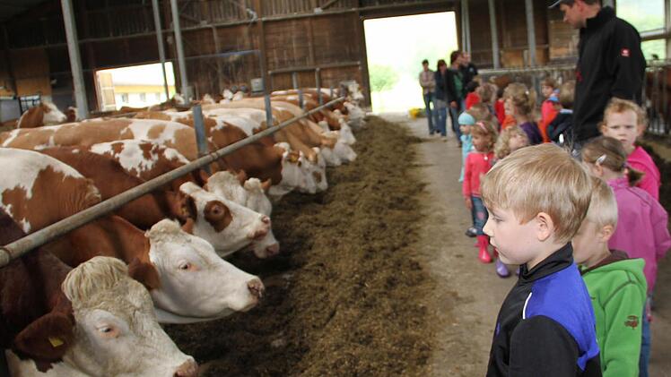 Ein Besuch im Kuhstall ist immer spannend.