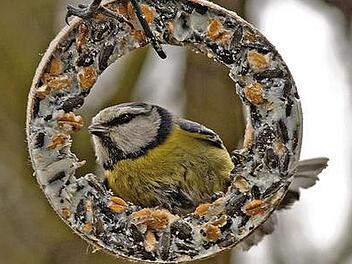 Gefiederte G&auml;ste am Futterplatz