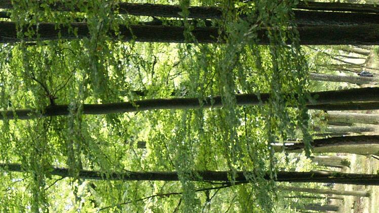 Ganz hautnah die Natur erleben, in die Kulturgeschichte des Steigerwaldes eintauchen und auch mitten im Wald übernachten, diese Möglichkeit schafft ganz legal das "Trekking Erlebnis Steigerwald" mit zehn Übernachtungsplätzen in den Landkreisen Haßberge, Schweinfurt und Bamberg, die ab 1. August zur Verfügung stehen.Sabine Weinbeer