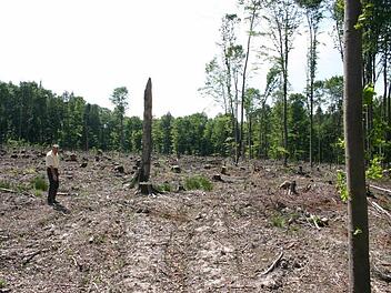 Es war einmal ein Wald: 2006 hinterließ in Theres ein Tornado eine Wüste - Förster Hans Stark war ein Jahr danach noch sprachlos. Foto: Günter Flegel