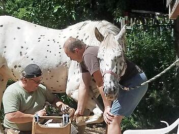 Als Hufschmied muss man gut mit Pferden umgehen können: Ralf Münch ist früher selbst viel und gerne geritten. Fotos: Corinna Tübelt