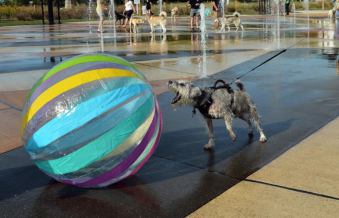 Dog Day at the Fountain