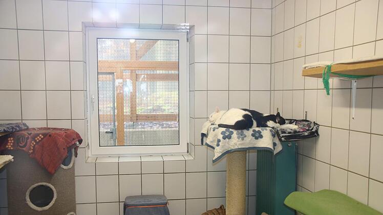 Auch bei den Katzen wird verdunkelt, damit sie so wenig wie m&ouml;glich von Silvester mitbekommen.Foto: Stefanie Gleixner