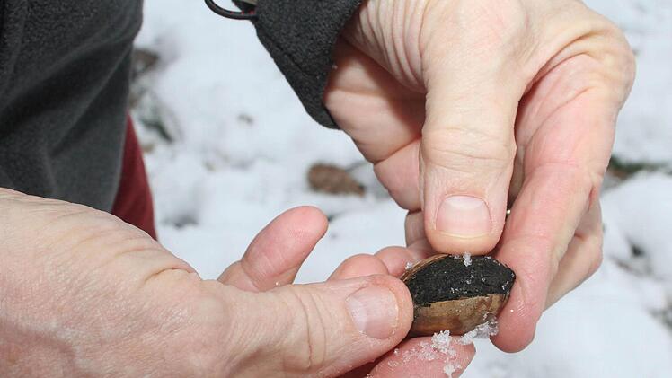 Die Eichel ist der Beweis: Die Wildschweine, die jetzt Nachwuchs haben, suchen eiweißreiche Nahrung.