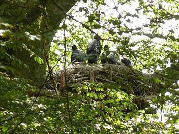 Die Schwarzstörche verlassen ihr Nest, über den Winter geht es zurück nach Afrika. Foto: Joachim Urban