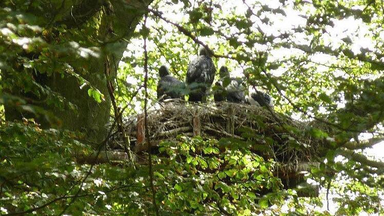 Die Schwarzstörche verlassen ihr Nest, über den Winter geht es zurück nach Afrika. Foto: Joachim Urban