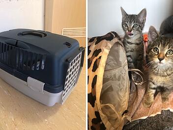 Tierheim Hersbruck: Ausgesetzte Katzen-Babys in Transportbox gefunden - "ohne Wasser, ohne alles"
