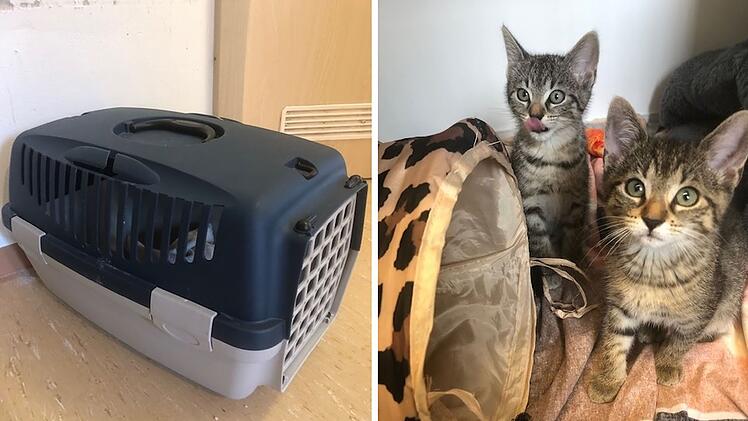 Tierheim Hersbruck: Ausgesetzte Katzen-Babys in Transportbox gefunden - "ohne Wasser, ohne alles"