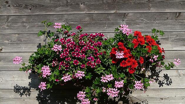 Obwohl Geranien zu den beliebtesten Balkonpflanzen geh&ouml;ren, sind sie f&uuml;r Bienen eine wahre Mogelpackung.