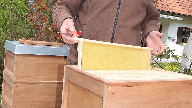 Dieter Reis an seinen Bienenstöcken in seinem Garten in Höchstadt-Süd. Von den Nachbarn hört er hier keine Klagen. Foto: Andreas Dorsch