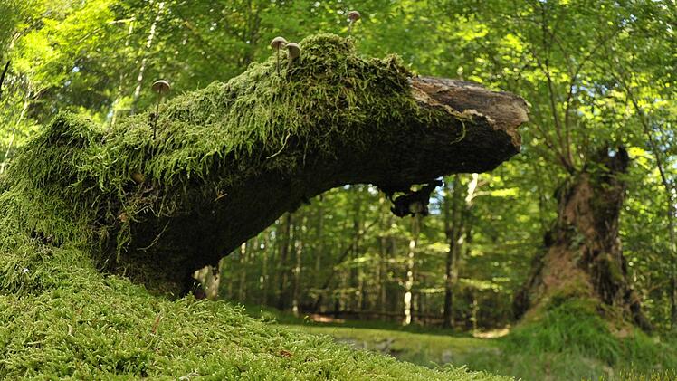 Ene junge Kröte sitzt auf einer umgestürzten und mit Moos bewachsenen Buche, aufgenommen am 04.09.2010 im Steigerwald bei Ebrach in Oberfranken (Bayern). Foto: David Ebener/dpa