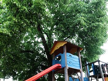 Die Baumschutzverordnung der Stadt  schützt die alte Linde   vor dem Kindergarten Reuth.    Das Pfarramt hätte den Baum gern los. Foto: Josef Hofbauer