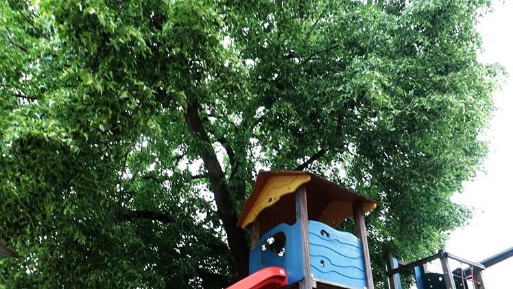 Die Baumschutzverordnung der Stadt  schützt die alte Linde   vor dem Kindergarten Reuth.    Das Pfarramt hätte den Baum gern los. Foto: Josef Hofbauer