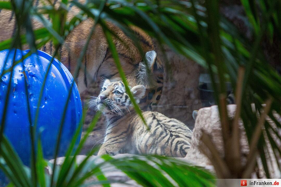 Tigergarten Nürnberg: Nachwuchs bei den Sibirischen Tigern