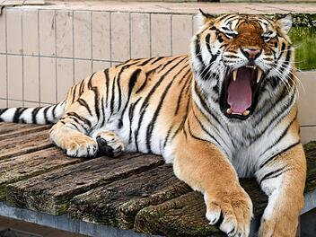 Obdach für Igor: Das Raubkatzenasyl in Ansbach ist die einzige Auffangstation für illegal oder schlecht gehaltenen Raubkatzen. Foto: Thomas Obermeier
