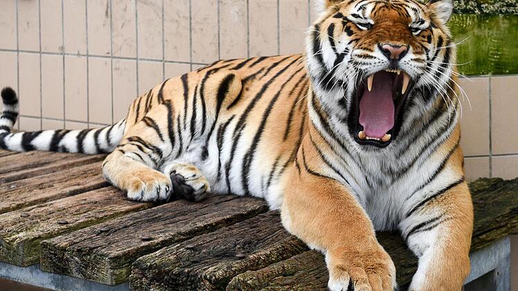 Obdach für Igor: Das Raubkatzenasyl in Ansbach ist die einzige Auffangstation für illegal oder schlecht gehaltenen Raubkatzen. Foto: Thomas Obermeier