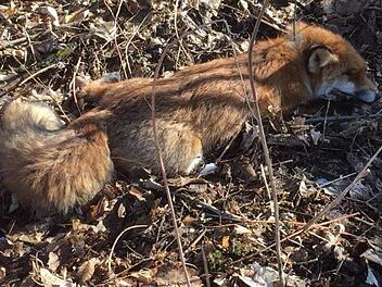 Inzwischen wurden zwölf tote Füchse rund um Neuensorg entdeckt. Foto: privat
