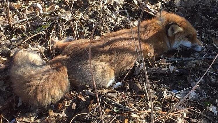 Inzwischen wurden zwölf tote Füchse rund um Neuensorg entdeckt. Foto: privat