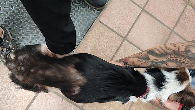 Tierheim Kitzingen: Hund in grauenvollem Zustand aufgefunden - "wurde leergesaugt"