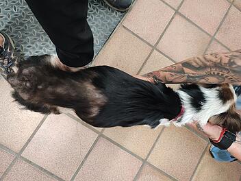 Tierheim Kitzingen: Hund in grauenvollem Zustand aufgefunden - "wurde leergesaugt"
