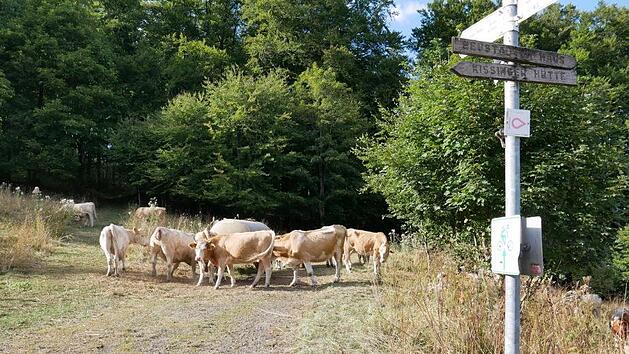 Der Basaltweg schien durch eine Viehweide blockiert zu sein. Gesperrt war jedoch nur eine inoffizielle Abk&uuml;rzung. Foto: Heike Beudert