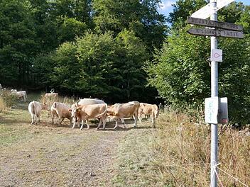 Der Basaltweg schien durch eine Viehweide blockiert zu sein. Gesperrt war jedoch nur eine inoffizielle Abkürzung. Foto: Heike Beudert