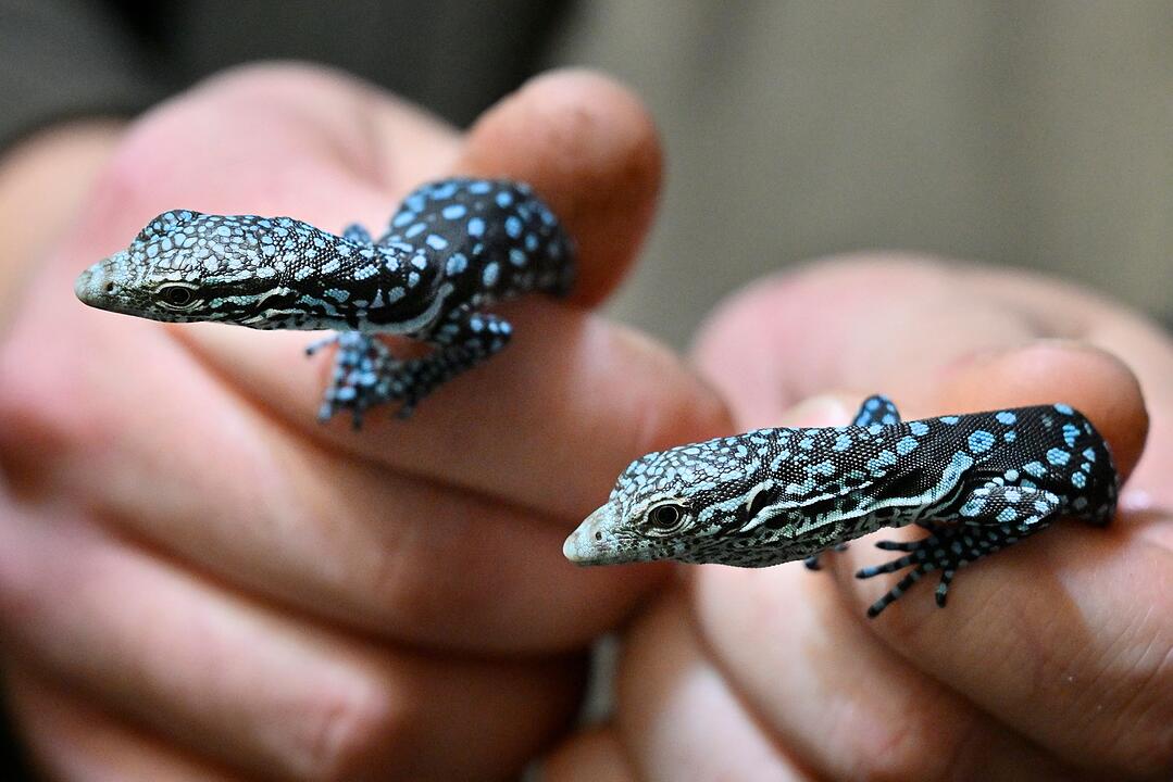 Blaue Warane im Pilsener Zoo