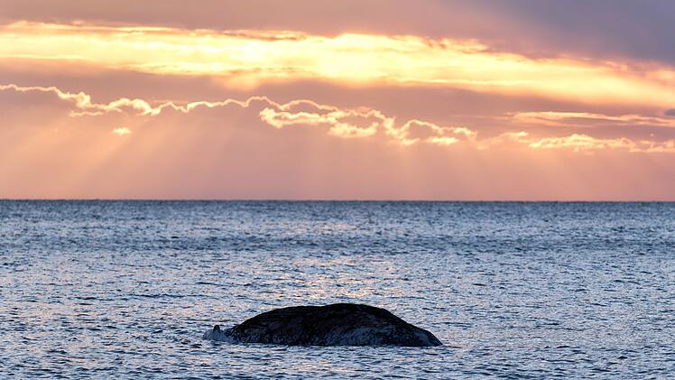 Toter Wal vor d&auml;nischer Insel Anholt entdeckt