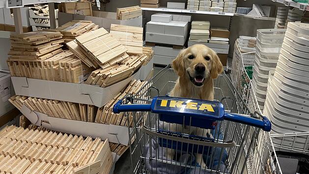 Ikea in Fürth erlaubt jetzt Hunde - unter einer Bedingung