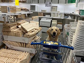 Ikea in Fürth erlaubt jetzt Hunde - unter einer Bedingung
