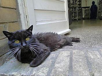 Nach dem Umzug von München nach Berlin lief Kater Kimba weg. Nach fast zwei Jahrzehnten brachte die Polizei ihn jetzt zu seinem Besitzer zurück. Foto: Polizei Berlin/dpa