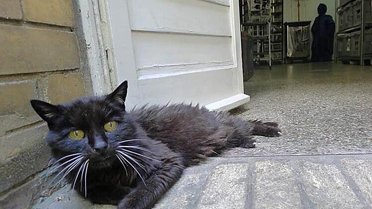 Nach dem Umzug von München nach Berlin lief Kater Kimba weg. Nach fast zwei Jahrzehnten brachte die Polizei ihn jetzt zu seinem Besitzer zurück. Foto: Polizei Berlin/dpa