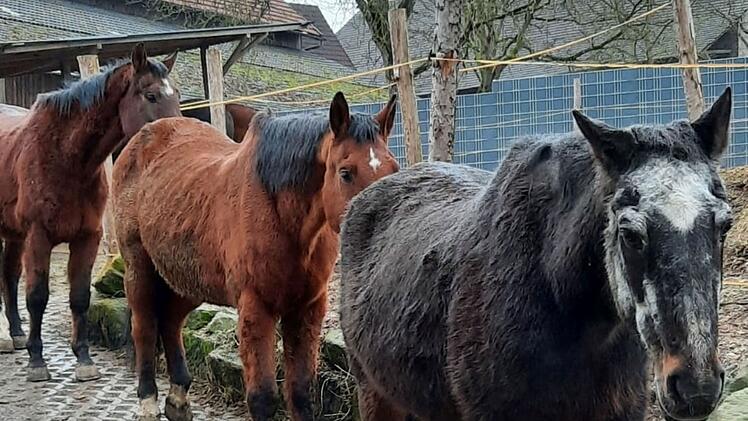 Itzgrund: Gnadenhof für Pferde braucht dringend Hilfe - "wir gehen auf dem Zahnfleisch"
