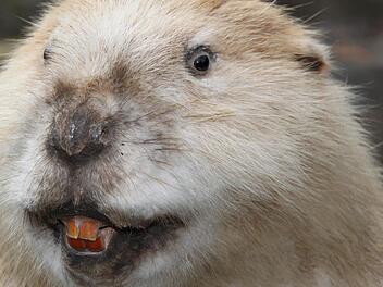 Robert Hildmann hat einen ausgestopften Biber im Gelände aufgestellt. Fotos: Ulrike Müller