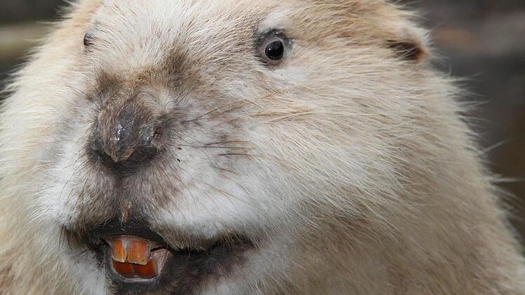 Robert Hildmann hat einen ausgestopften Biber im Gelände aufgestellt. Fotos: Ulrike Müller