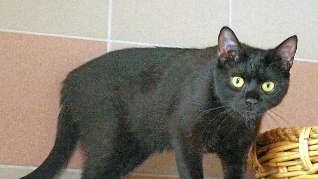 Eine der Katzen, die im Kronacher Tierheim auf ihre neuen Besitzer warten