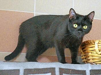 Eine der Katzen, die im Kronacher Tierheim auf ihre neuen Besitzer warten