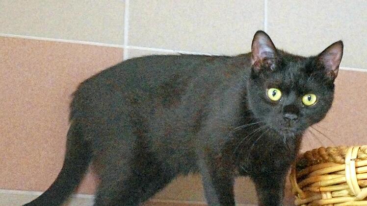 Eine der Katzen, die im Kronacher Tierheim auf ihre neuen Besitzer warten