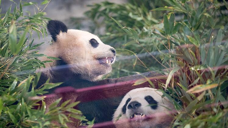 Pandas Pit und Paule verlassen Berlin
