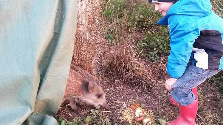 Schnell wurde der kleine Frischling zum Ortsgespräch. Viele Familien kamen und brachten Futter mit. Foto: Tobias Wallrapp