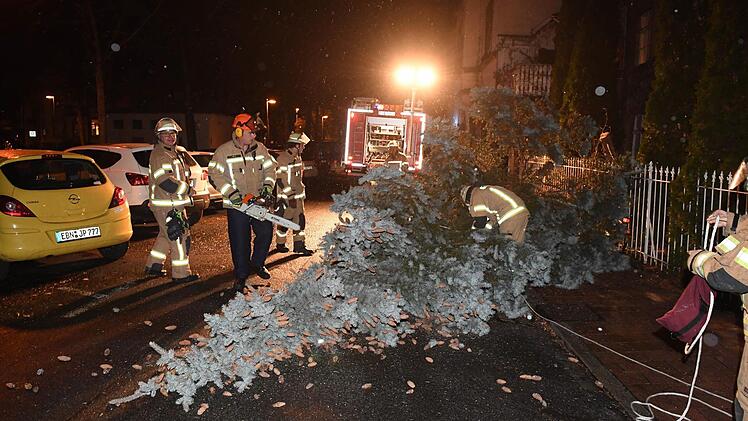 "Gefällter" Baum am Markusplatz