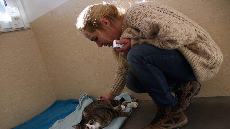 Britta Merkel, Leiterin des Tierheims Ha&szlig;berge bei Zell am Ebersberg, k&uuml;mmert sich um Oskars Bisswunde. Der Kater wurde kurz vor Weihnachten mit einer schweren Halsverletzung ins Heim gebracht. Foto: Teresa Hirschberg