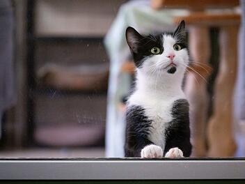 Katze