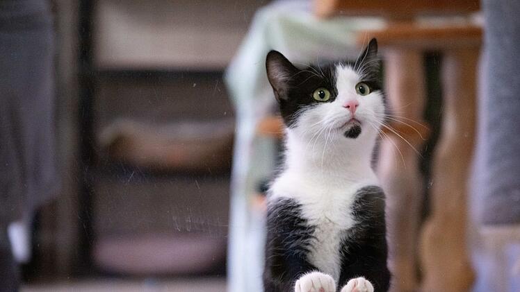 Katze