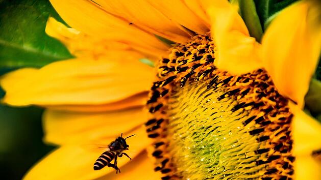 Diie Sonnenblume ist ein wahrer Bienenmagnet f&uuml;r Ihren Garten. Foto: Azzam Faruqi/pexels.com