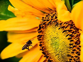 Diie Sonnenblume ist ein wahrer Bienenmagnet für Ihren Garten. Foto: Azzam Faruqi/pexels.com