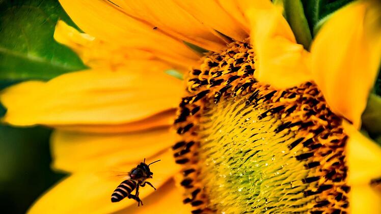 Diie Sonnenblume ist ein wahrer Bienenmagnet für Ihren Garten. Foto: Azzam Faruqi/pexels.com