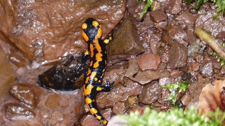 Foto von Hans-Georg Mommsen, aufgenommen am 19. März, als die ersten Feuersalamander ausgewildert wurden.  Foto: Hans-Geord Mommsen