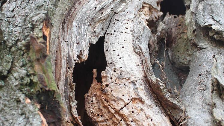 Der Schaden am Baum ist ein mögliches Schlupfloch für verschiedene Arten. Foto: Popp